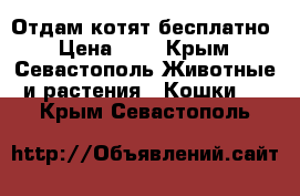 Отдам котят бесплатно › Цена ­ 1 - Крым, Севастополь Животные и растения » Кошки   . Крым,Севастополь